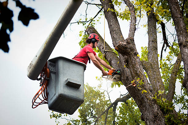 Best Tree Maintenance Programs  in Linganore, MD